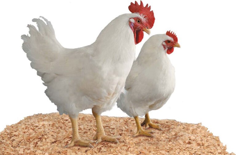 Ayam Broiller