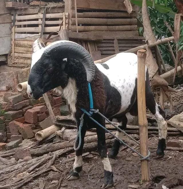 Domba Qurban & Aqikah